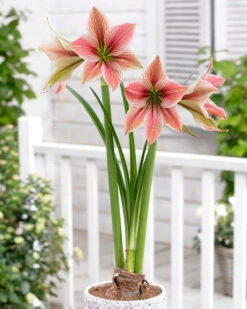 Amaryllis 'Exotic Star' 25 Amaryllis 'Exotic Star' -Beauty Flowers Shop amaryllis exotic star 9