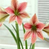 Amaryllis 'Exotic Star' -Beauty Flowers Shop amaryllis exotic star 9 ed822cf7 0bd5 4b61 96a2 dd33c2836cc7