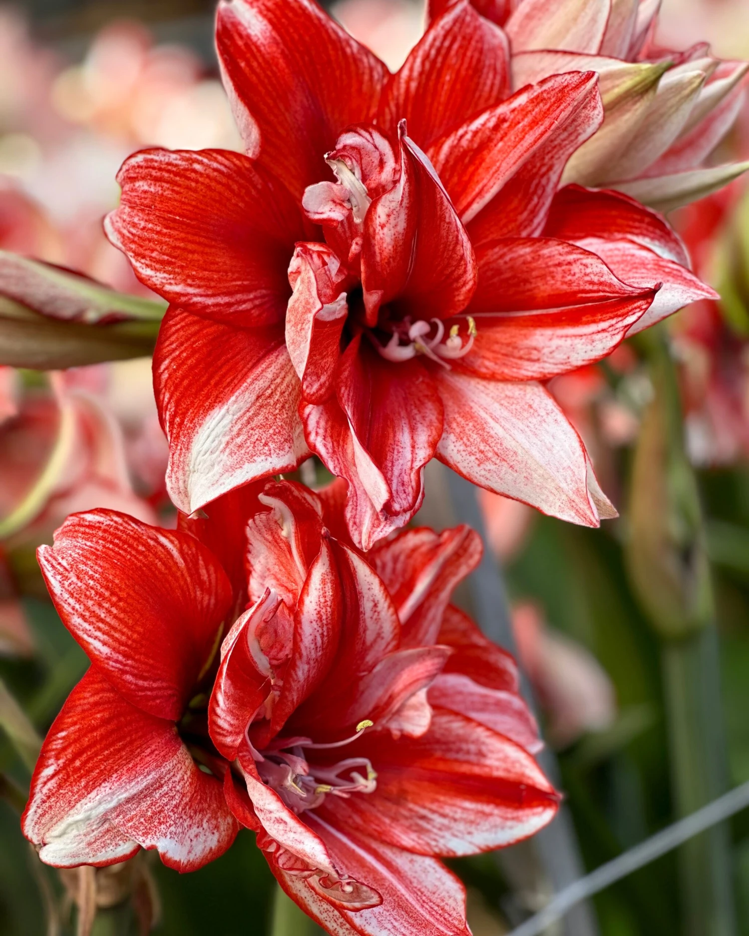 Amaryllis 'Flamed Amadeus' 4 Amaryllis 'Flamed Amadeus' - Image 2