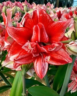Amaryllis 'Flamed Amadeus' 21 Amaryllis 'Flamed Amadeus' -Beauty Flowers Shop amaryllis flamed amadeus 00