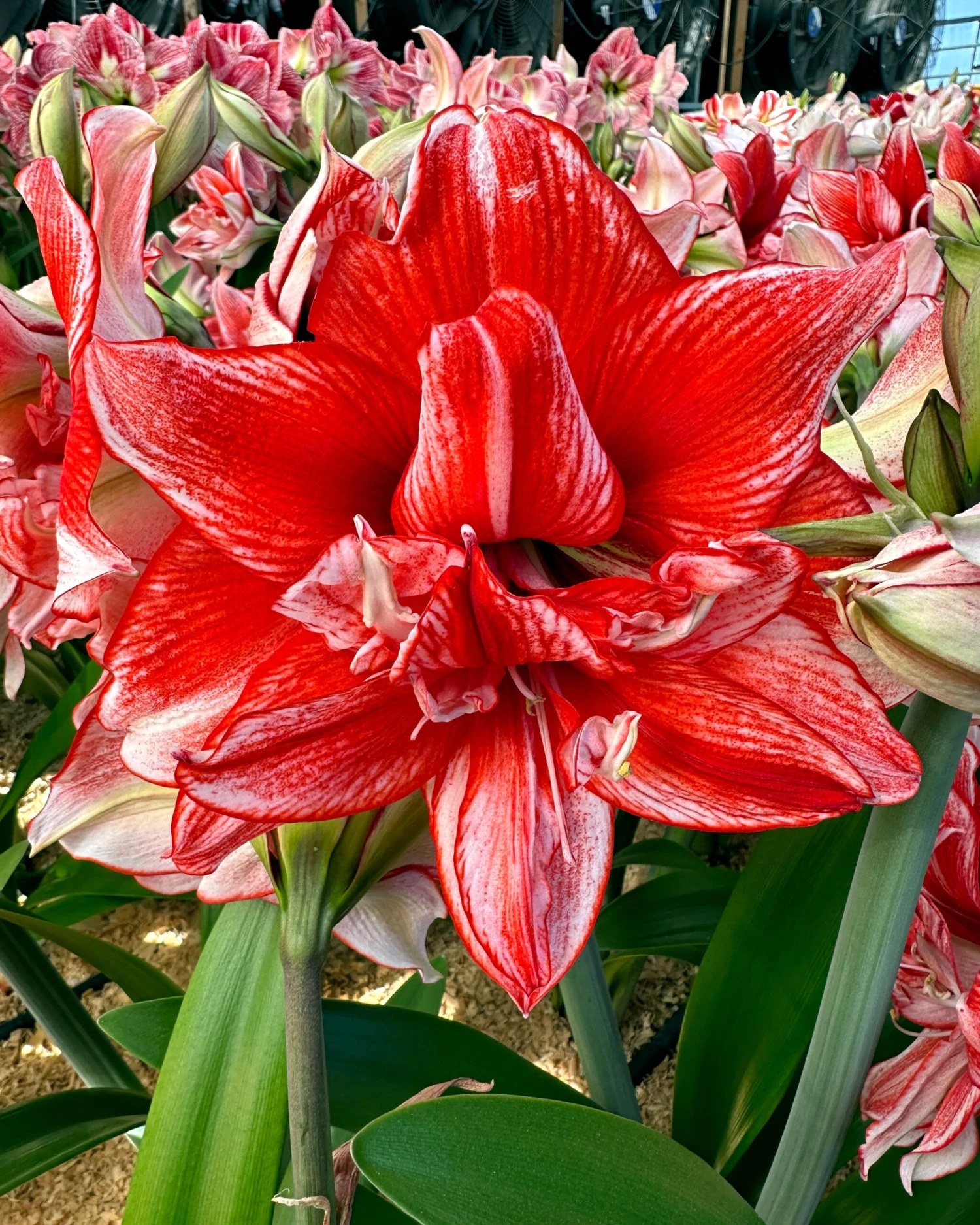 Amaryllis 'Flamed Amadeus' 12 Amaryllis 'Flamed Amadeus' - Image 10