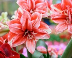 Amaryllis 'Flamed Amadeus' 16 Amaryllis 'Flamed Amadeus' -Beauty Flowers Shop amaryllis flamed amadeus 1