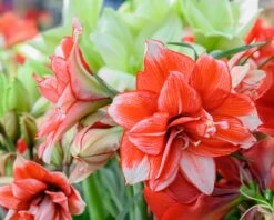 Amaryllis 'Flamed Amadeus' 17 Amaryllis 'Flamed Amadeus' -Beauty Flowers Shop amaryllis flamed amadeus 2