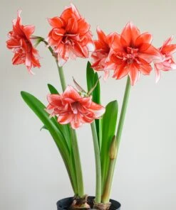 Amaryllis 'Flamed Amadeus' 18 Amaryllis 'Flamed Amadeus' -Beauty Flowers Shop amaryllis flamed amadeus 3