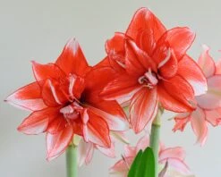 Amaryllis 'Flamed Amadeus' 19 Amaryllis 'Flamed Amadeus' -Beauty Flowers Shop amaryllis flamed amadeus 4