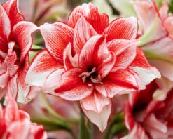 Amaryllis 'Flamed Amadeus' 15 Amaryllis 'Flamed Amadeus' -Beauty Flowers Shop amaryllis flamed amadeus 5