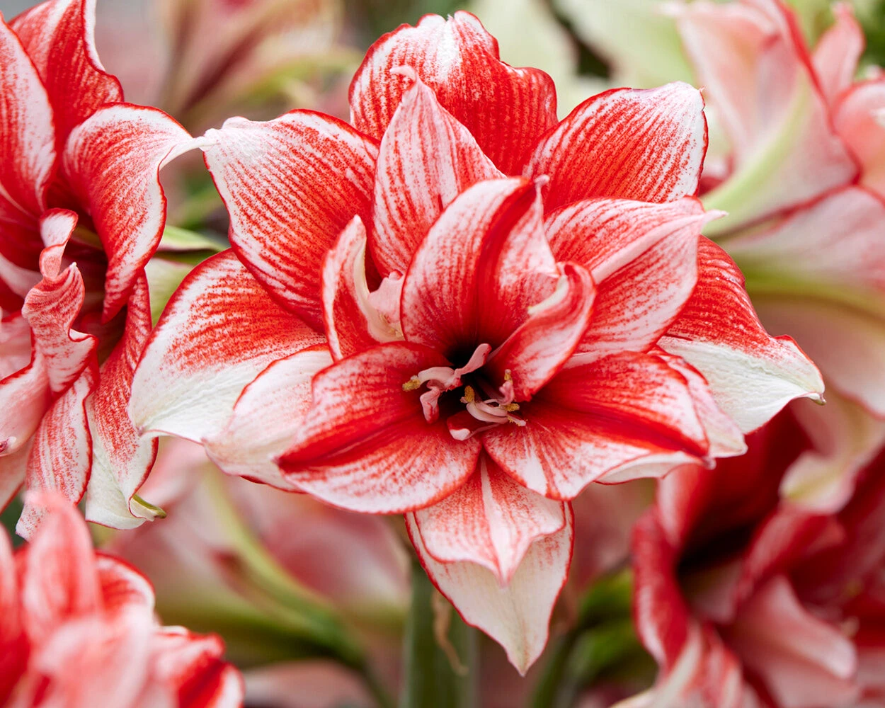 Amaryllis 'Flamed Amadeus' 6 Amaryllis 'Flamed Amadeus' - Image 4