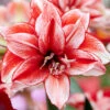Amaryllis 'Flamed Amadeus' 1 Amaryllis 'Flamed Amadeus' -Beauty Flowers Shop amaryllis flamed amadeus 6