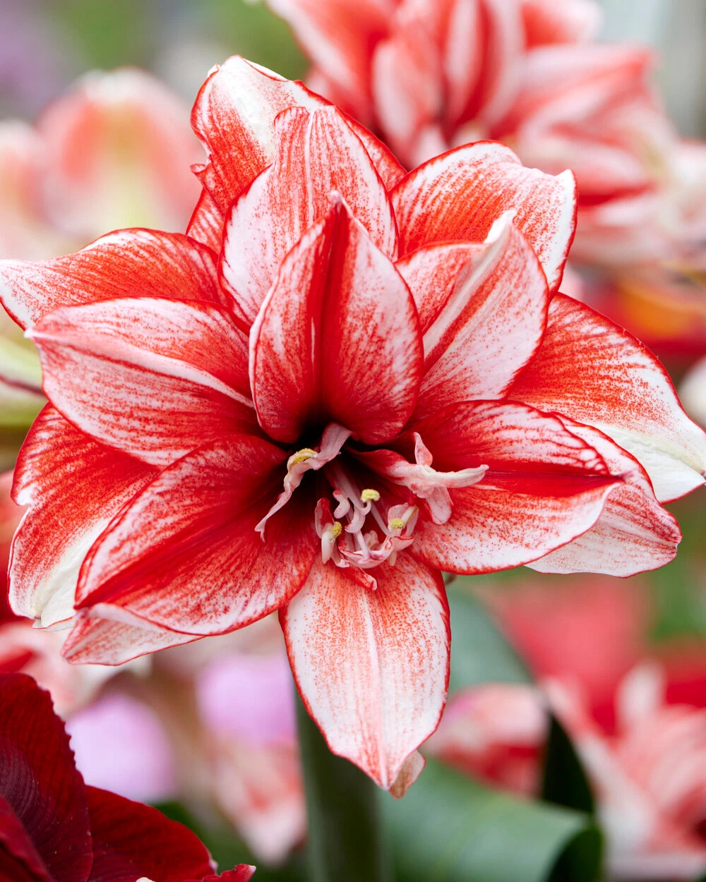 Amaryllis 'Flamed Amadeus' 3 Amaryllis 'Flamed Amadeus'