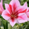 Amaryllis 'Gervase' 1 Amaryllis 'Gervase' -Beauty Flowers Shop amaryllis gervase 5