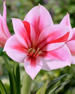 Amaryllis 'Gervase'