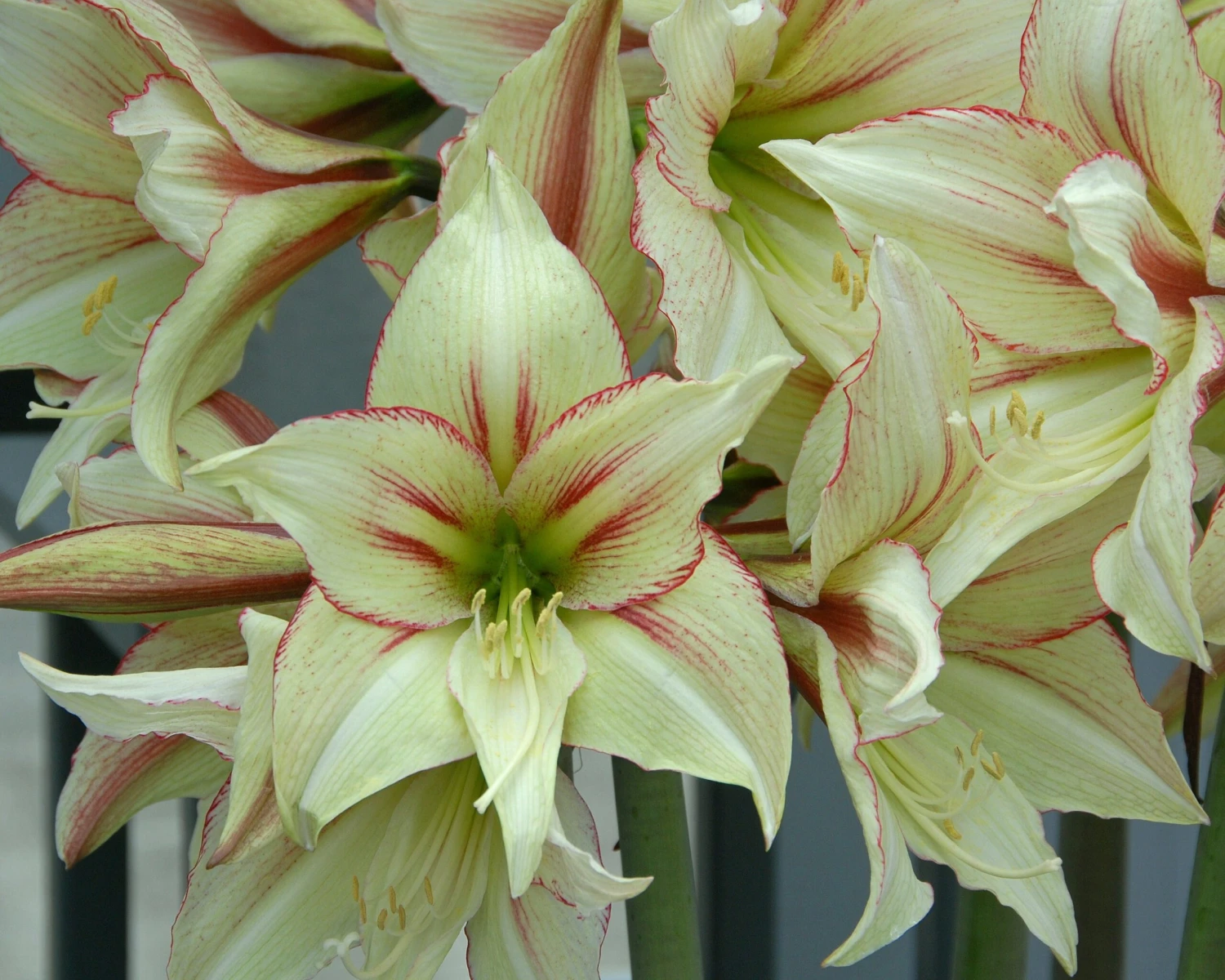 Amaryllis 'Green Valley' 4 Amaryllis 'Green Valley' - Image 2