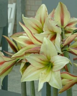 Amaryllis 'Green Valley' 10 Amaryllis 'Green Valley' -Beauty Flowers Shop amaryllis green valley 2