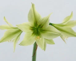 Amaryllis 'Green Valley' 9 Amaryllis 'Green Valley' -Beauty Flowers Shop amaryllis green valley 3