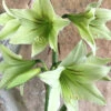Amaryllis 'Green Valley' 1 Amaryllis 'Green Valley' -Beauty Flowers Shop amaryllis green valley 4
