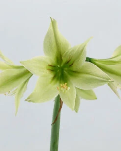 Amaryllis 'Green Valley' 11 Amaryllis 'Green Valley' -Beauty Flowers Shop amaryllis green valley 5