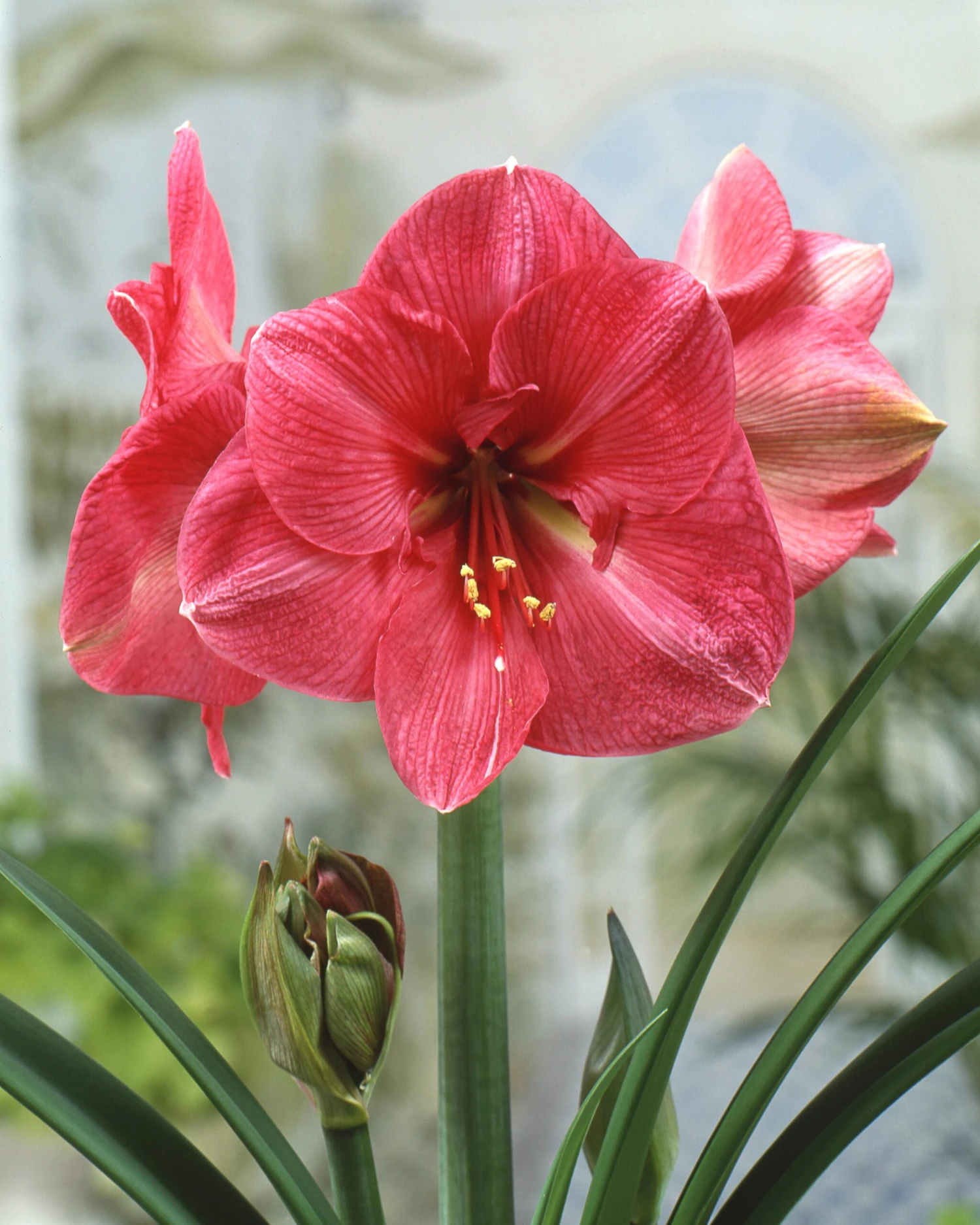 Amaryllis 'Hercules' 5 Amaryllis 'Hercules' - Image 3
