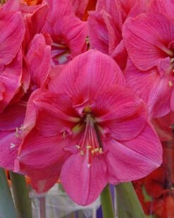 Amaryllis 'Hercules' 9 Amaryllis 'Hercules' -Beauty Flowers Shop amaryllis hercules 1