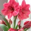 Amaryllis 'Hercules' 2 Amaryllis 'Hercules' -Beauty Flowers Shop amaryllis hercules 1 f958de4f 9609 41cf 8926 5ba519bdbcad