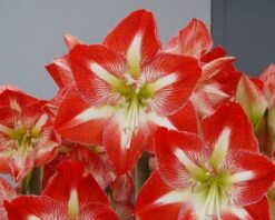 Amaryllis 'Minerva' -Beauty Flowers Shop amaryllis minerva 2
