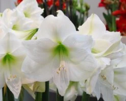 Amaryllis 'Mont Blanc' 9 Amaryllis 'Mont Blanc' -Beauty Flowers Shop amaryllis mont blanc 2
