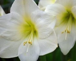 Amaryllis 'Mont Blanc' 10 Amaryllis 'Mont Blanc' -Beauty Flowers Shop amaryllis mont blanc 2 12643992 3cdb 4306 9834 770809bb8b18