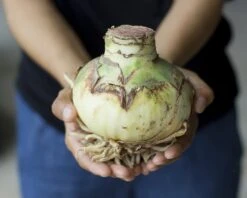 Amaryllis 'Mont Blanc' 11 Amaryllis 'Mont Blanc' -Beauty Flowers Shop amaryllis mont blanc 3