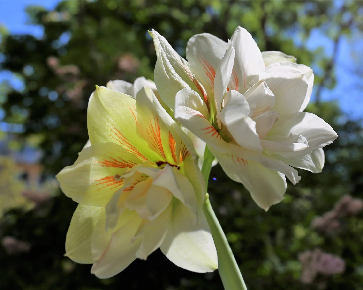 Amaryllis 'Nymph' 6 Amaryllis 'Nymph' - Image 4
