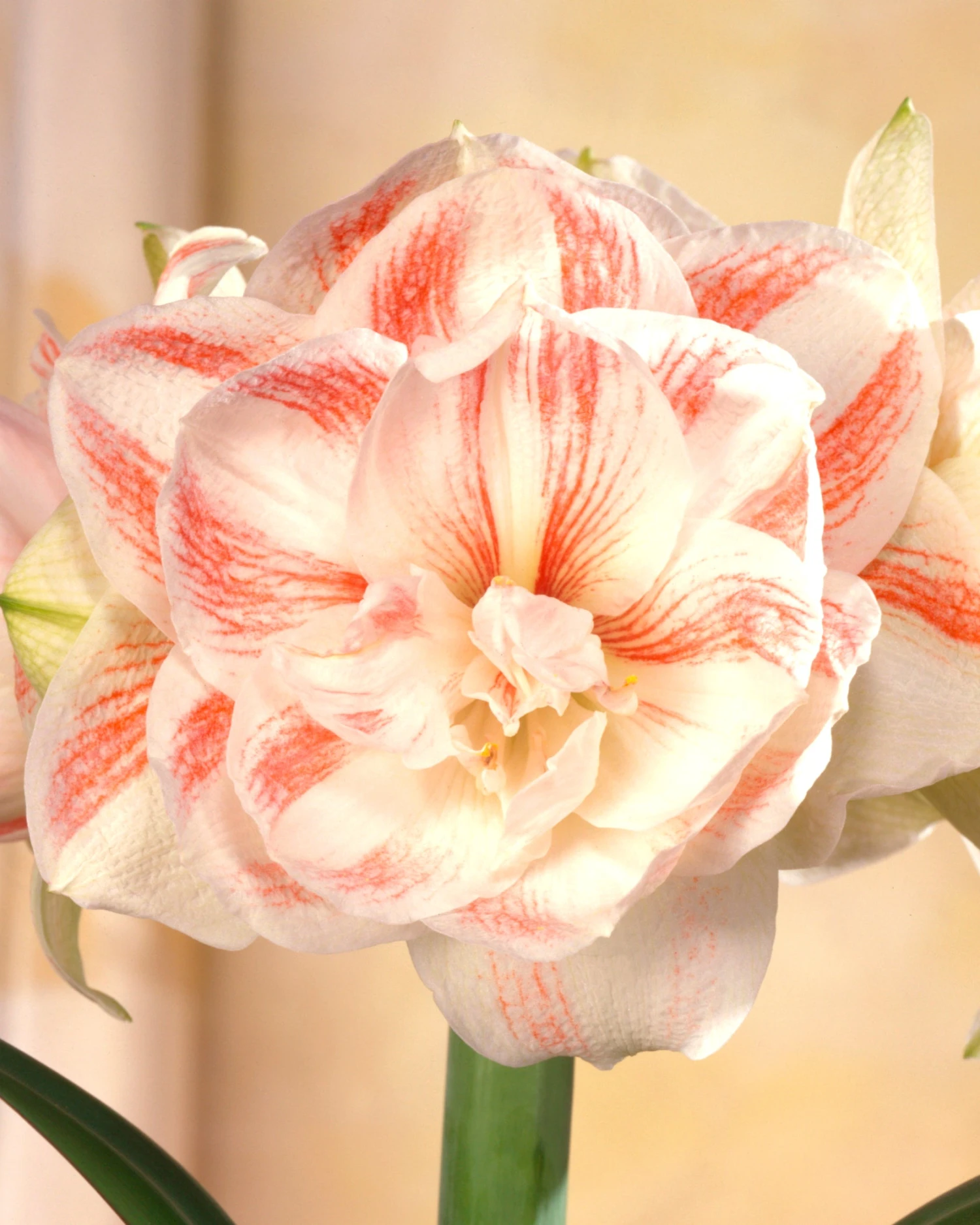 Amaryllis 'Nymph' 4 Amaryllis 'Nymph' - Image 2