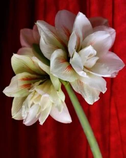 Amaryllis 'Nymph' 11 Amaryllis 'Nymph' -Beauty Flowers Shop amaryllis nymph 2