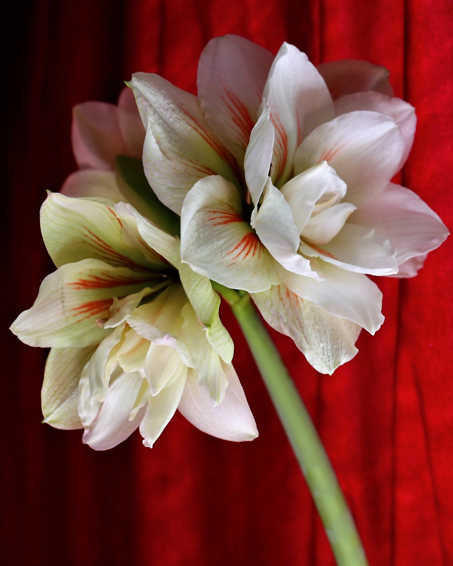 Amaryllis 'Nymph' 5 Amaryllis 'Nymph' - Image 3