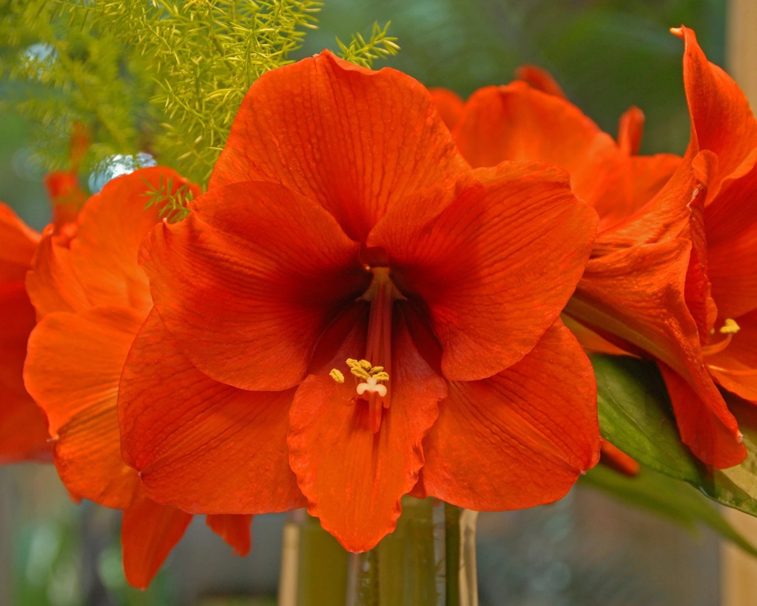 Amaryllis 'Orange Souvereign' 5 Amaryllis 'Orange Souvereign' - Image 3
