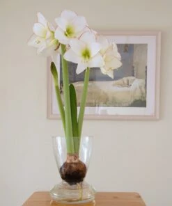Amaryllis 'Picotee' -Beauty Flowers Shop amaryllis picotee 1