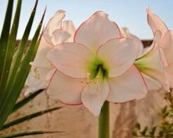 Amaryllis 'Picotee' -Beauty Flowers Shop amaryllis picotee 10