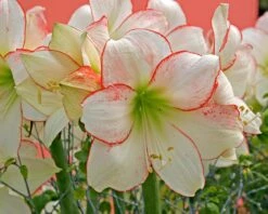 Amaryllis 'Picotee' -Beauty Flowers Shop amaryllis picotee 11