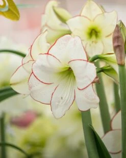 Amaryllis 'Picotee' -Beauty Flowers Shop amaryllis picotee 2