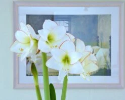 Amaryllis 'Picotee' -Beauty Flowers Shop amaryllis picotee 3