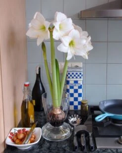 Amaryllis 'Picotee' -Beauty Flowers Shop amaryllis picotee 4