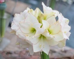 Amaryllis 'Picotee' -Beauty Flowers Shop amaryllis picotee 5