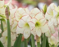 Amaryllis 'Picotee' -Beauty Flowers Shop amaryllis picotee 6