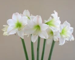 Amaryllis 'Picotee' -Beauty Flowers Shop amaryllis picotee 7