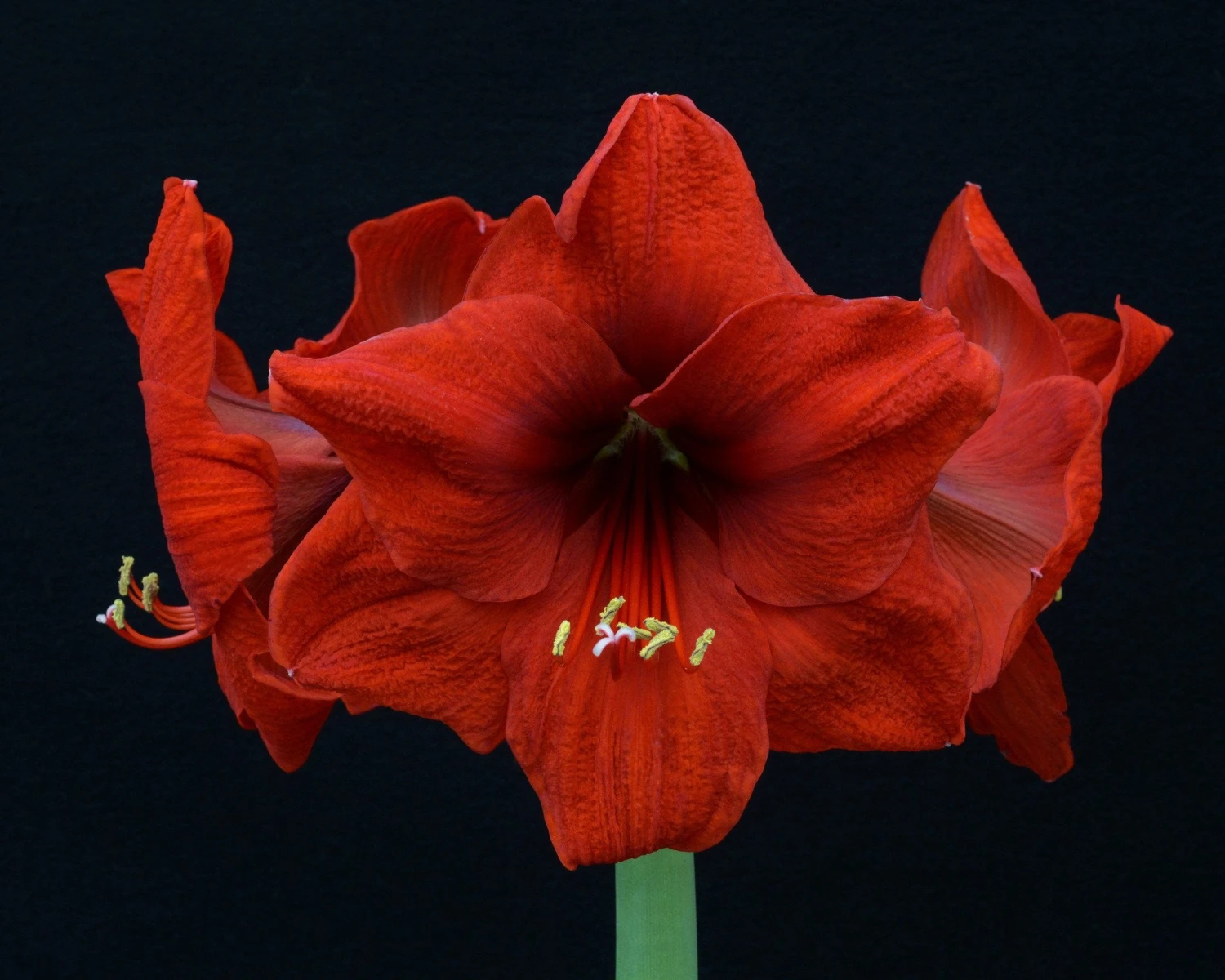 Amaryllis 'Red Lion' 4 Amaryllis 'Red Lion' - Image 2