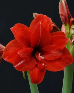 Amaryllis 'Red Peacock' 9 Amaryllis 'Red Peacock' -Beauty Flowers Shop amaryllis red peacock 1