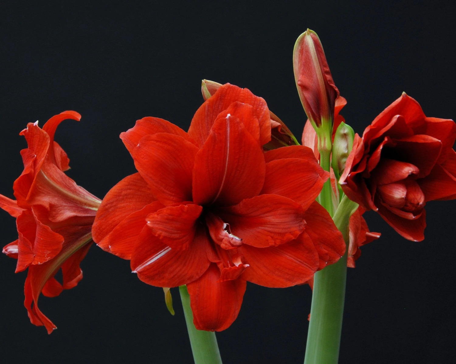 Amaryllis 'Red Peacock' 4 Amaryllis 'Red Peacock' - Image 2