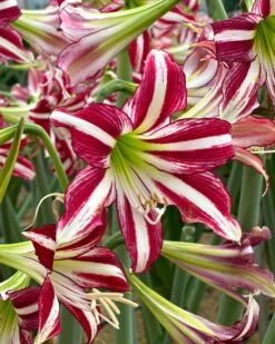 Amaryllis 'Santiago' -Beauty Flowers Shop amaryllis santiago 0