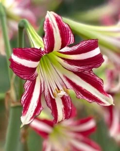 Amaryllis 'Santiago'