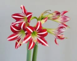 Amaryllis 'Santiago' -Beauty Flowers Shop amaryllis santiago 3