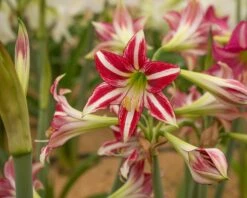 Amaryllis 'Santiago' -Beauty Flowers Shop amaryllis santiago 4