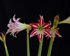 Amaryllis 'Santiago' -Beauty Flowers Shop amaryllis santiago 6