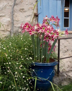 Amaryllis 'Santiago' -Beauty Flowers Shop amaryllis santiago 7